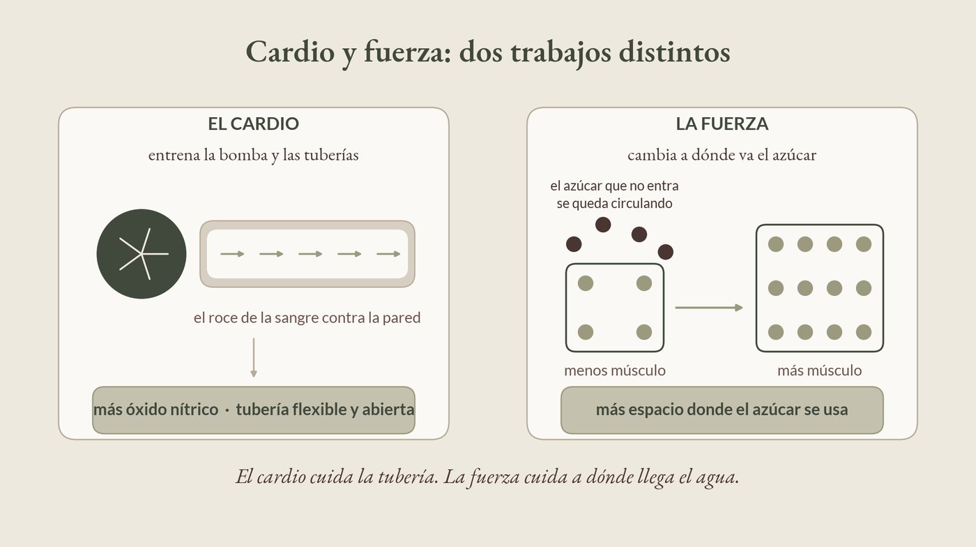 Dos trabajos distintos: cardio y fuerza