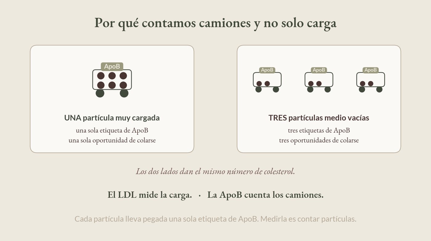 La carga que viaja y el número de camiones que la llevan
