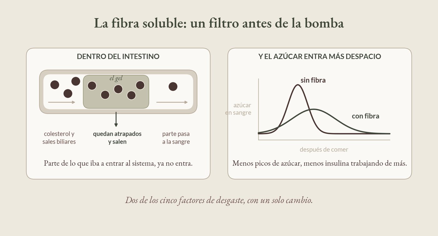 Lo que hace la fibra soluble dentro del intestino
