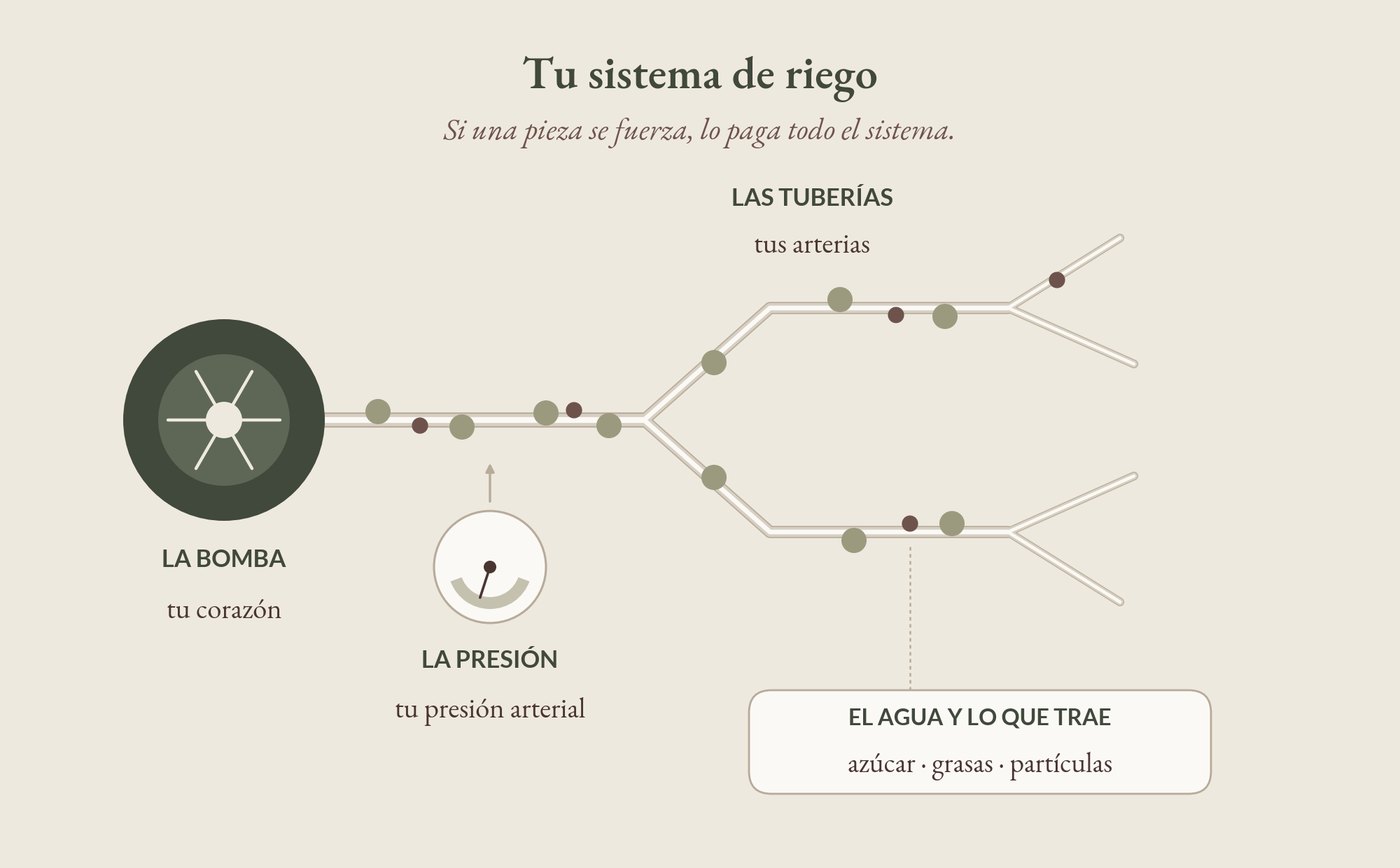 Tu sistema de riego: la bomba, las tuberías y lo que viaja por dentro