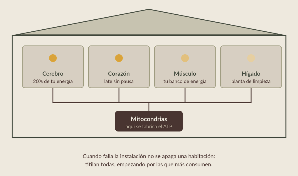 Tu cuerpo es una casa y tus mitocondrias son el sistema eléctrico