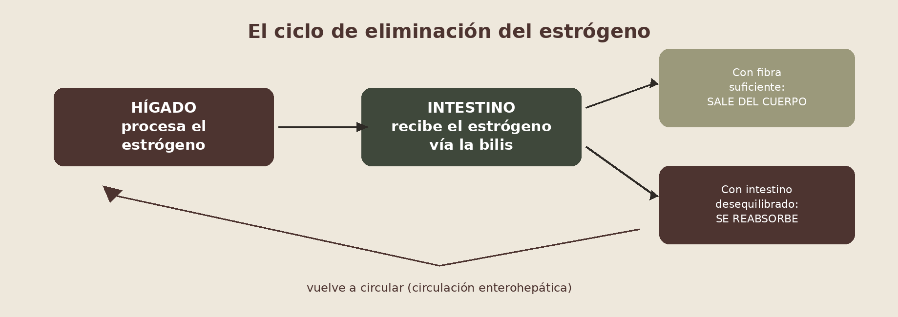 Diagrama del ciclo de eliminación del estrógeno